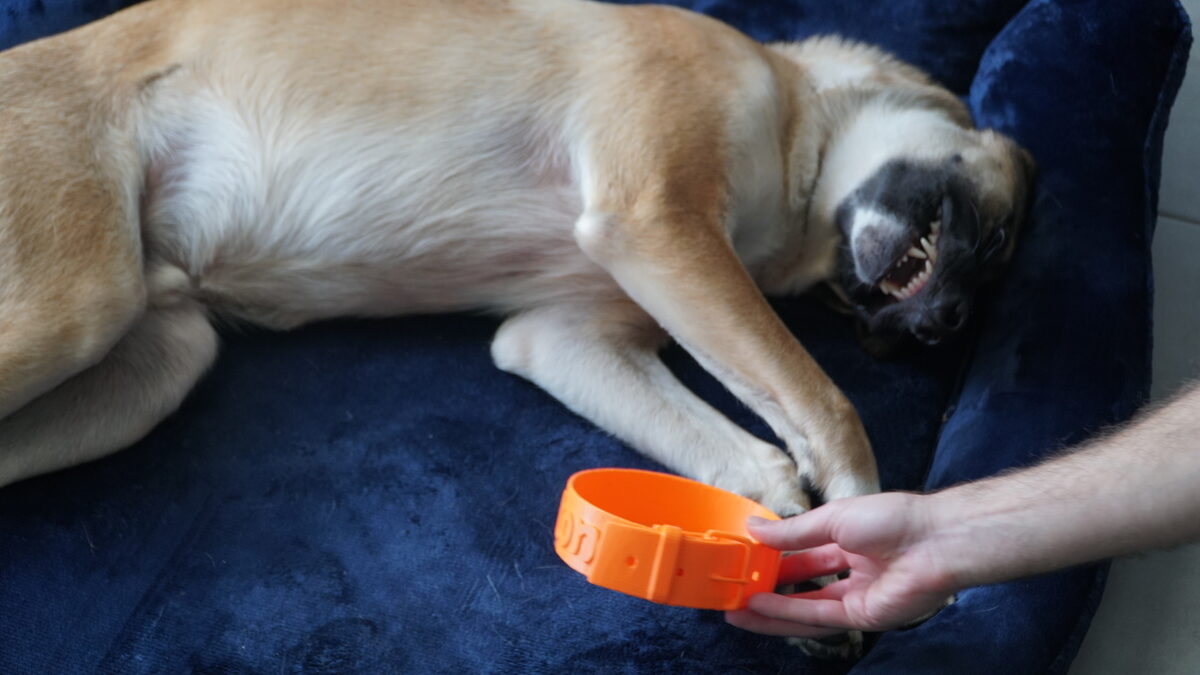 Amigo Pet Bowl - thumbnail 4