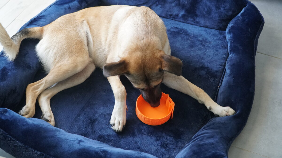 Amigo Pet Bowl - thumbnail 2
