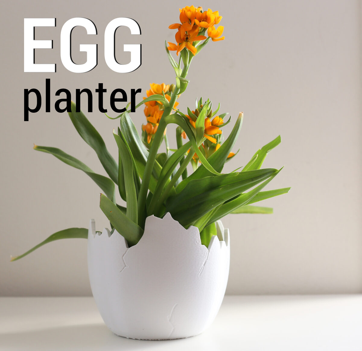 eggplantera